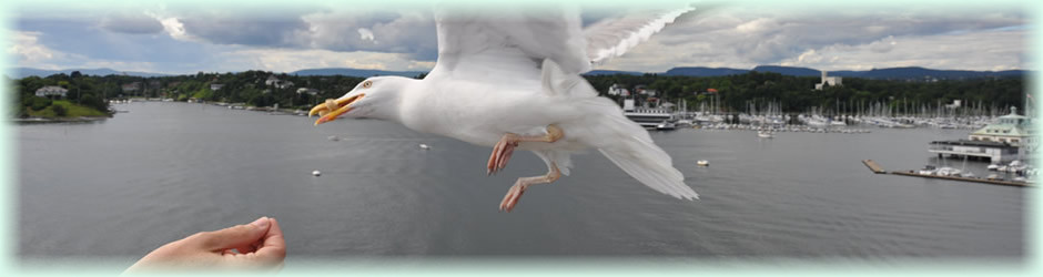 SkandinavienMoevenfuetterung