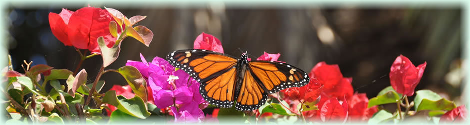 TeneriffaSchmetterling